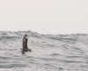South Polar Skua